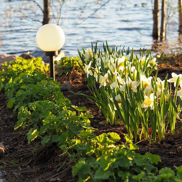 Post by villapelargonia