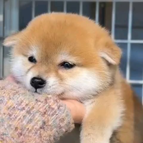 Post by dogszoni