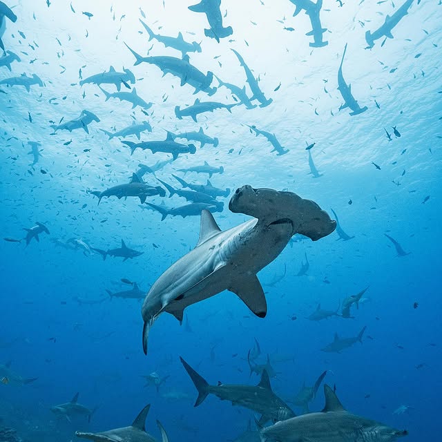 Post by pelayosalinas