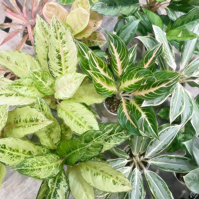 Post by garden_en2022