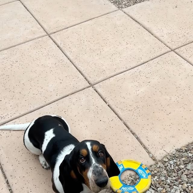 Post by sirbassetwinston