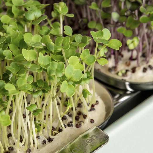 Post by geturbanleaf