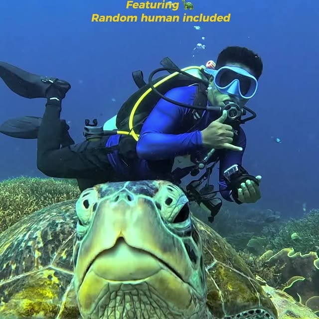 Post by mantarheidivecenter