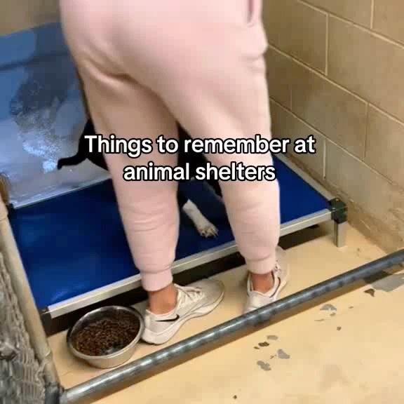 Post by rescuedogeso