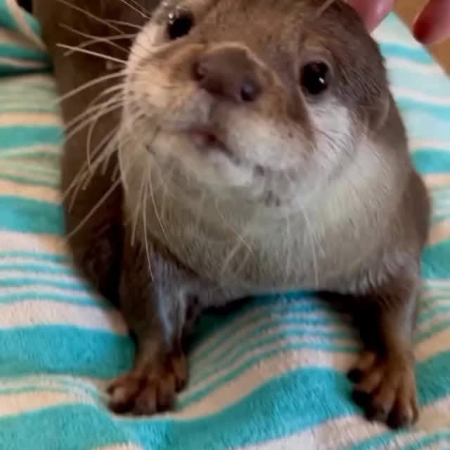 Post by ottershub