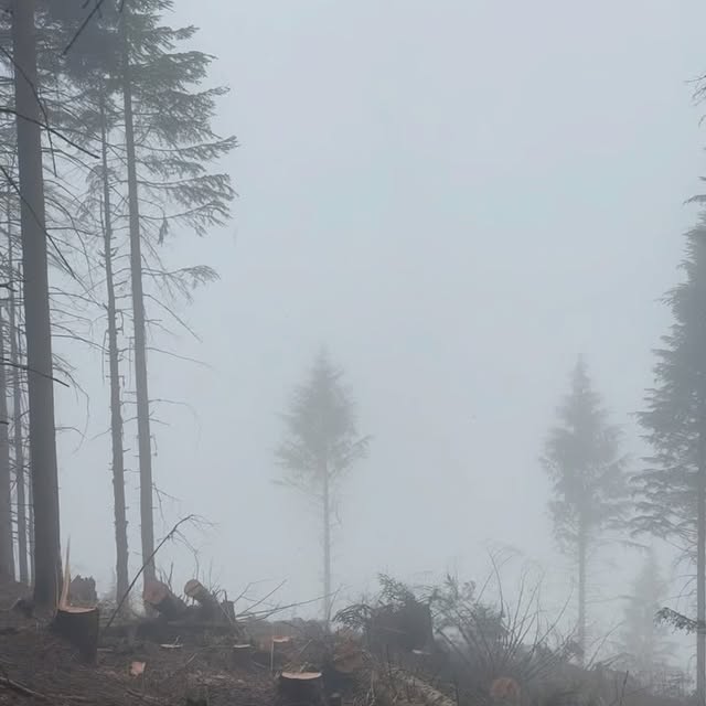 Post by thulinetimberco