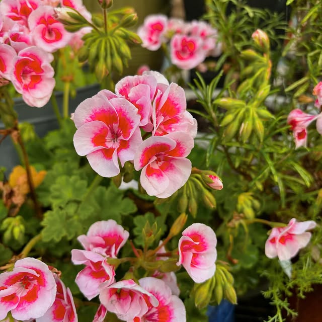 Post by charlies_blooms