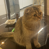 TOFFEE STORY's profile picture