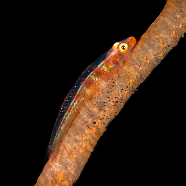 Post by submariner_202