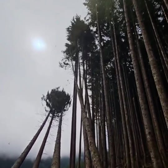 Post by nighthawkfalling