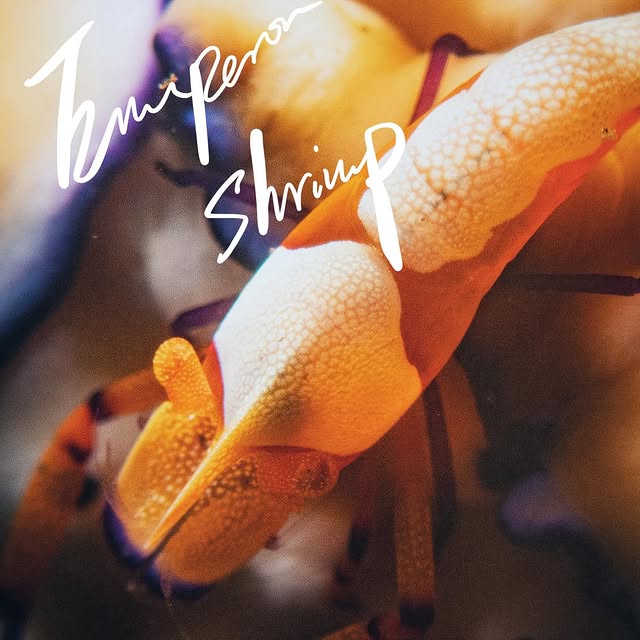 Post by scubadivetrip