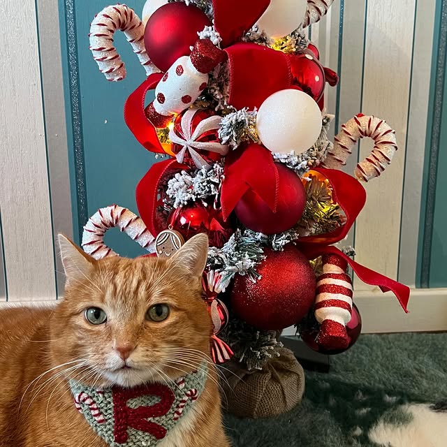 Post by a_ginger_cat_named_rascal