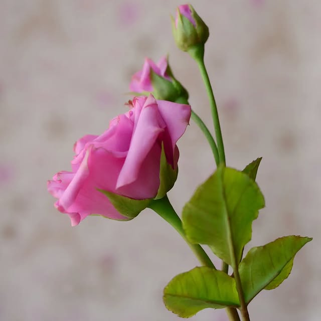 Post by svetasaz_flowers