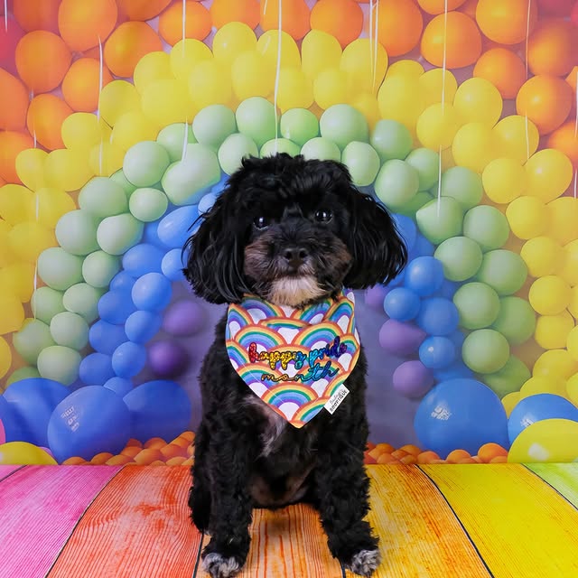 Post by yorkipoo_louie