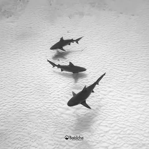 Post by fishportrait