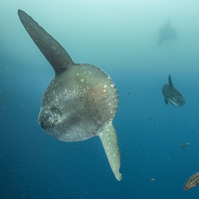 Post by pelayosalinas