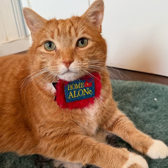 Post by a_ginger_cat_named_rascal