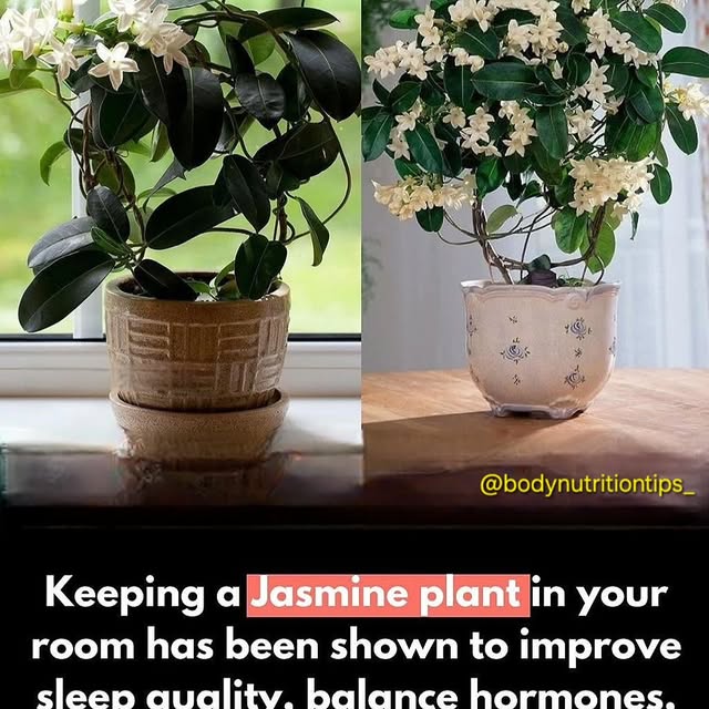 Post by bodynutritiontips_