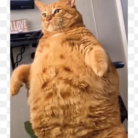 Post by meowcatsscorner