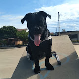 Gudan Oliveira Santos's profile picture