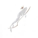 Macéo Restaurant, Bar et Cave à Vins's profile picture