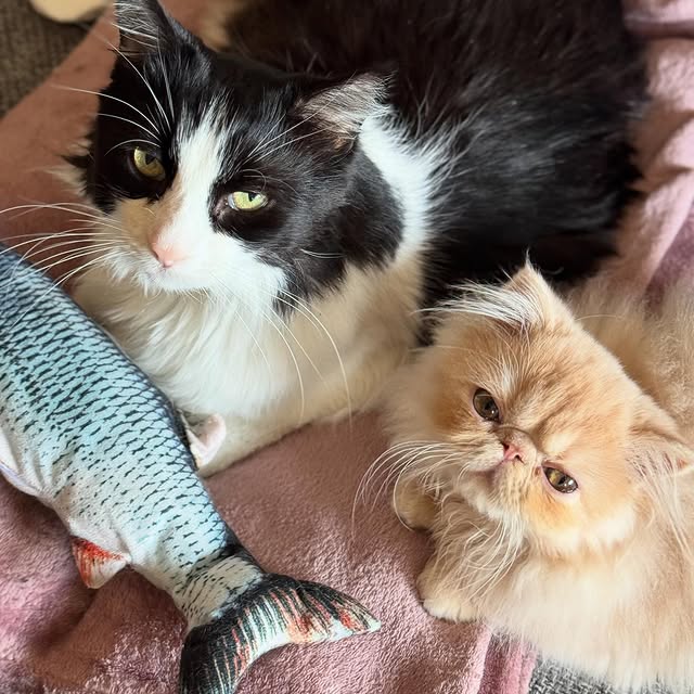 Post by luce.the.persian.cat