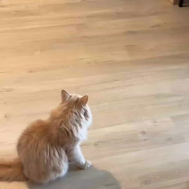 Post by cats_meows_planet