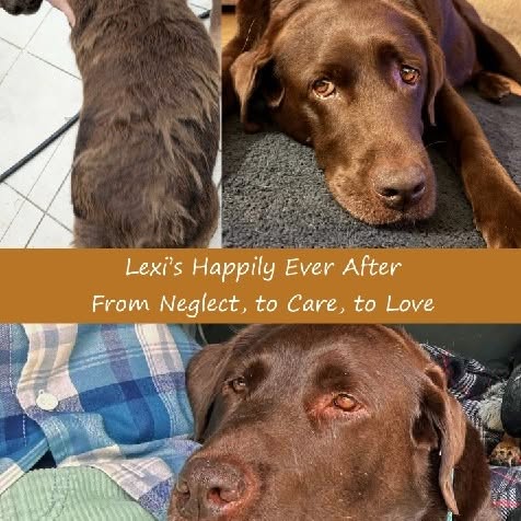 Post by labrador.rescue.australia