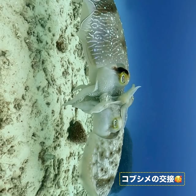 Post by yudai.hoshino.ishigakijima