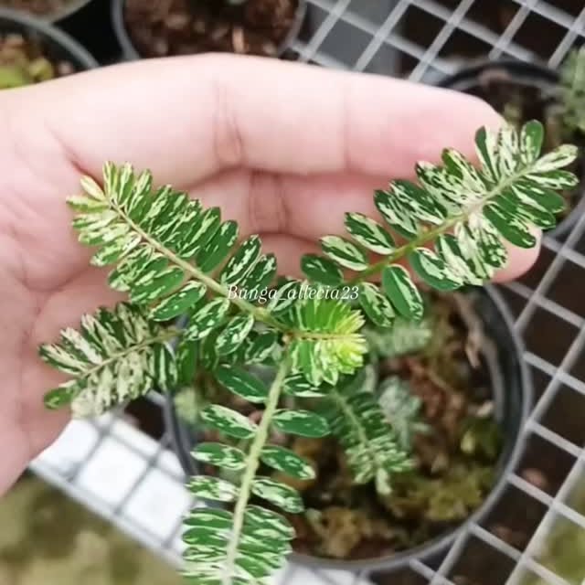 Post by bunga_allecia23