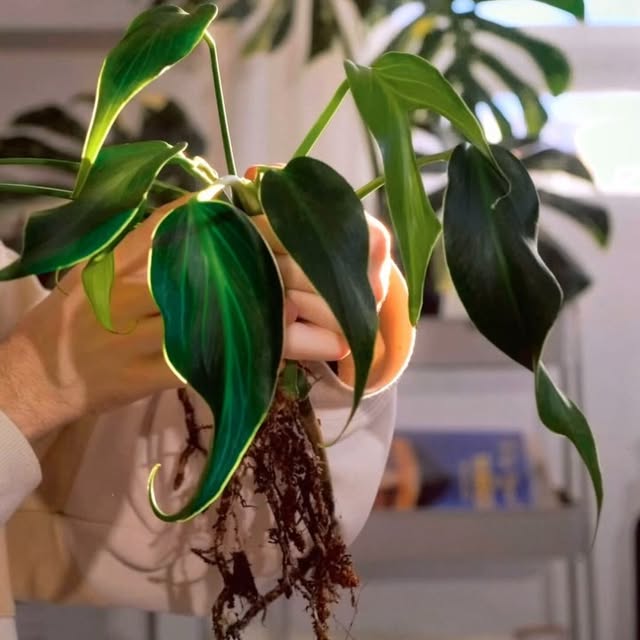 Post by aureumbotanicals