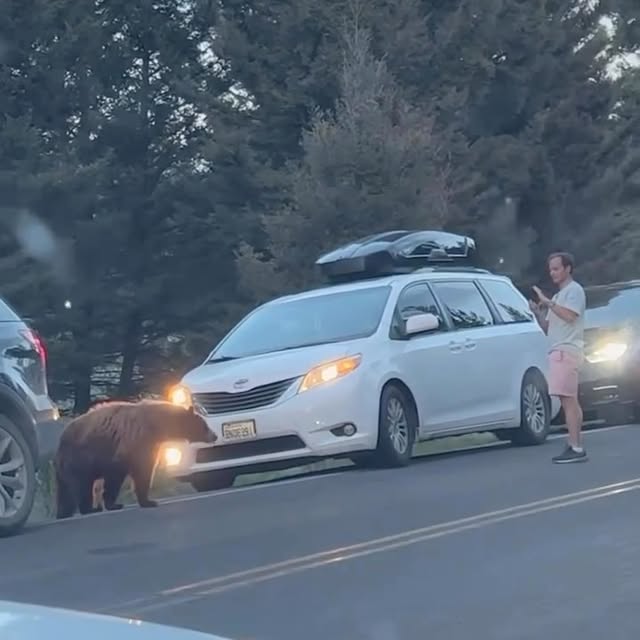 Post by touronsofyellowstone