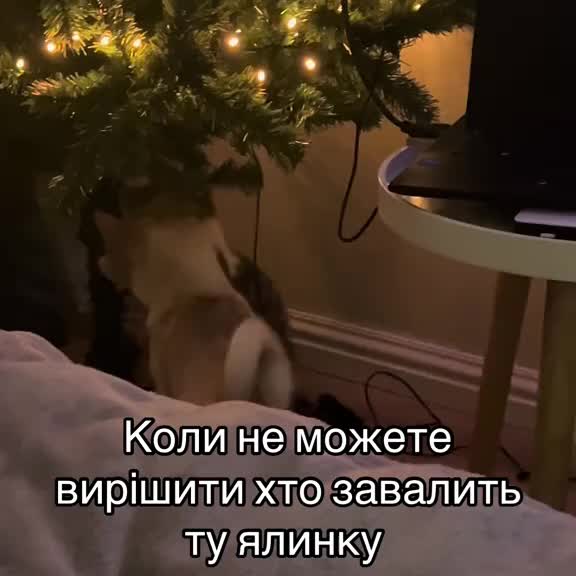 Post by animals_humor_ua