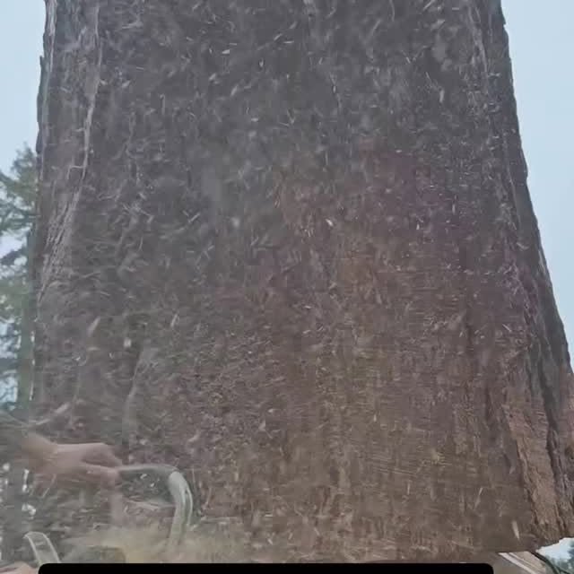 Post by nighthawkfalling