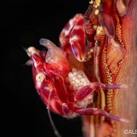 Post by backscattervideophoto