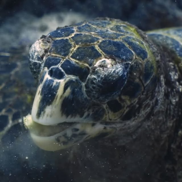 Post by jakemasondiving