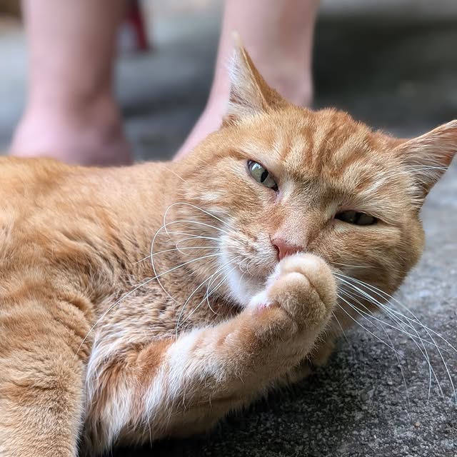 Post by cobblerkittycat