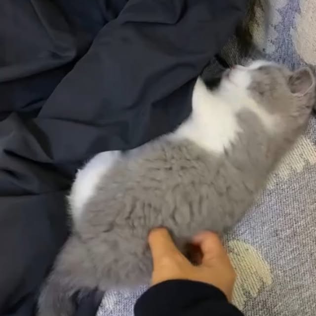 Post by houseofkittyss