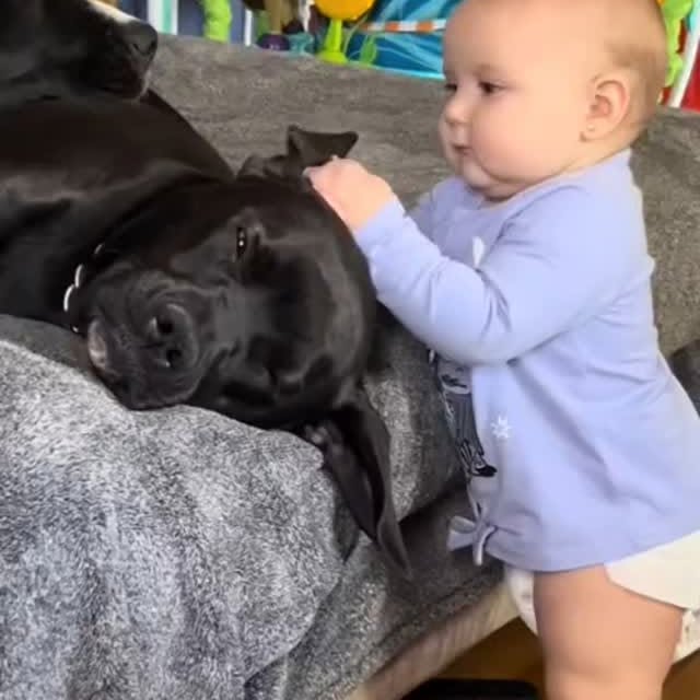 Post by zueirapetsoficial