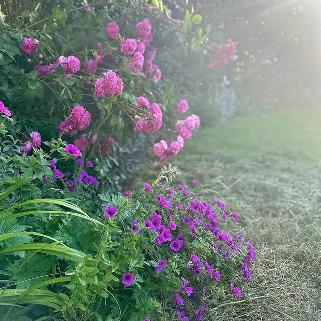 Post by jothompsongarden