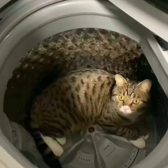 Post by zueirapetsoficial