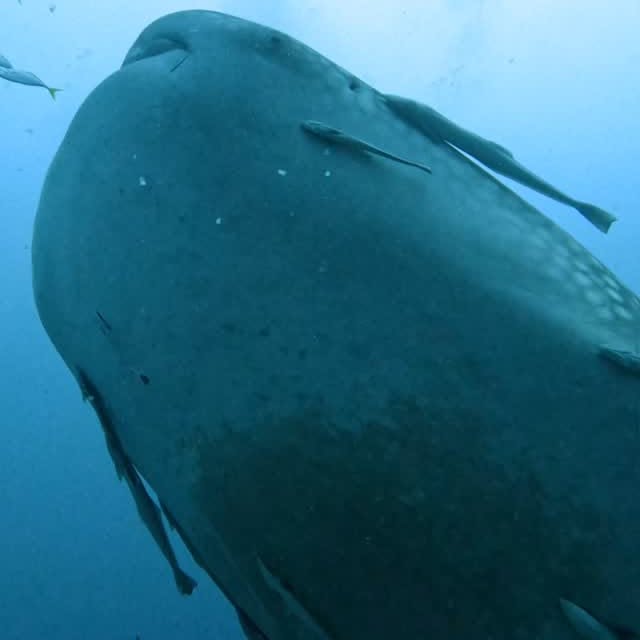 Post by red.biodiving