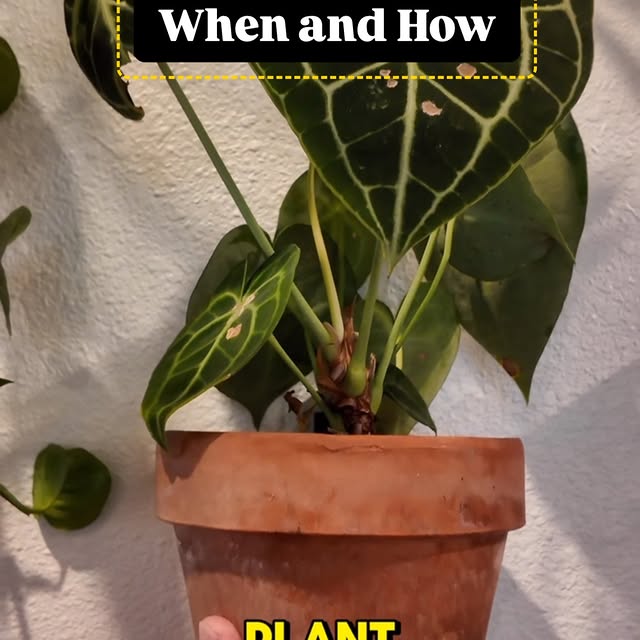 Post by tannertheplanter