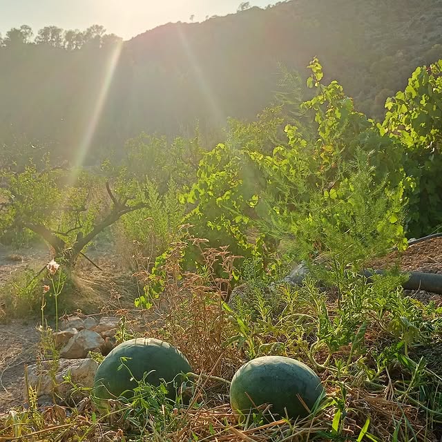 Post by creative_gardening_spain