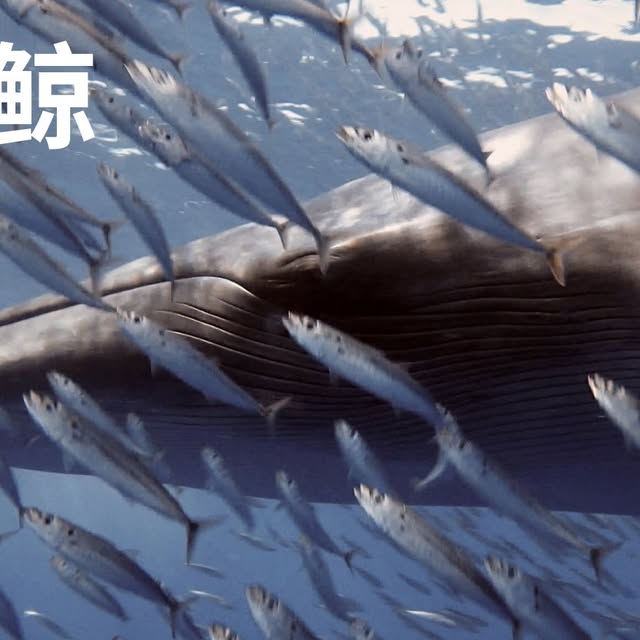 Post by scubadivetrip