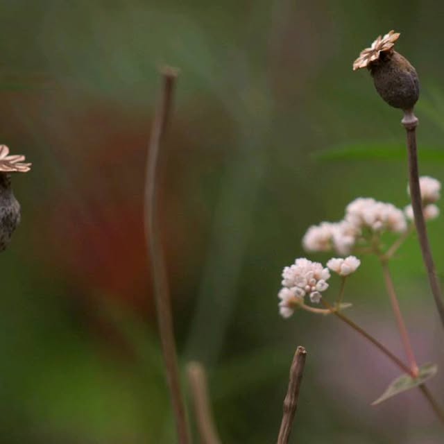 Post by patthana_garden