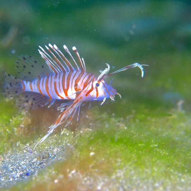 Post by chishimamurakami