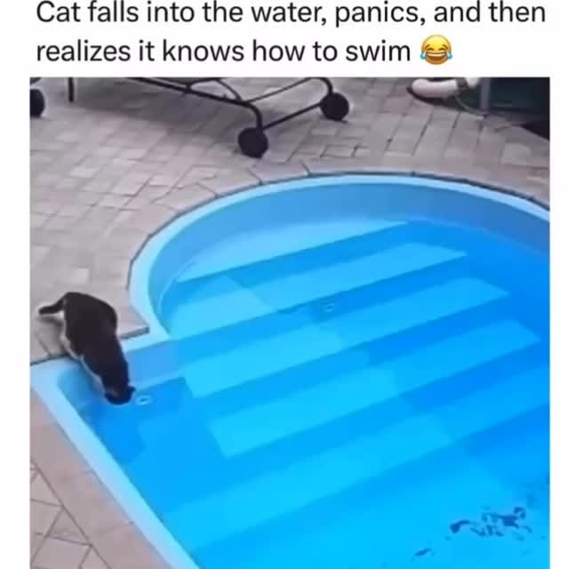 Post by cats_nomad18