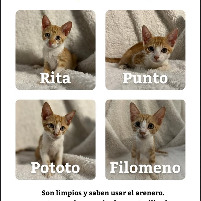 Post by rescatecanalero