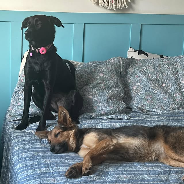Post by casalpetfamily